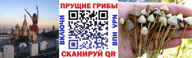 Галлюциногенные грибы Psilocybe  купить наркотик  Козьмодемьянск 